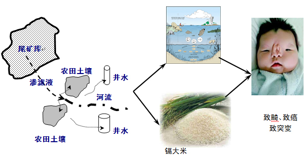 重金属的危害