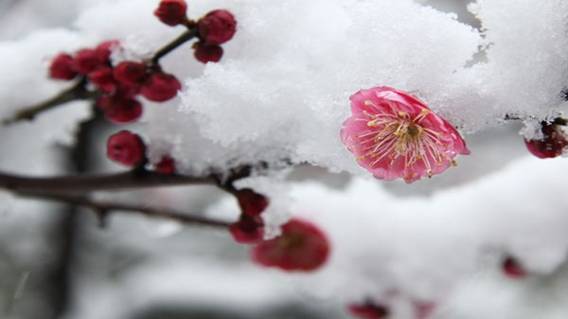 雪水、露水、雨水，曾为泡茶首选