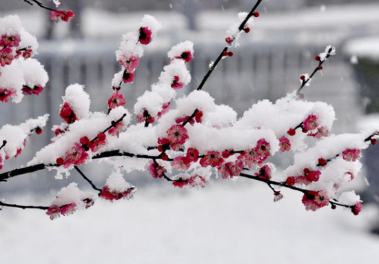 梅花上的积雪