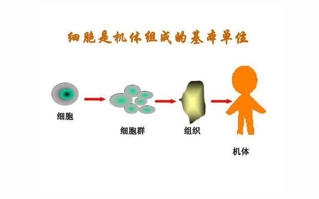 细胞是机体组成的基本单位