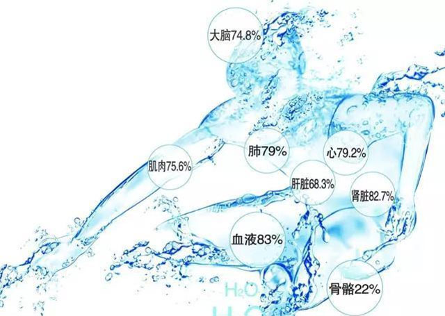 人体的“储水”系统